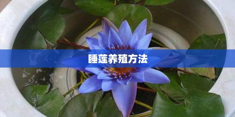 睡莲养殖方法