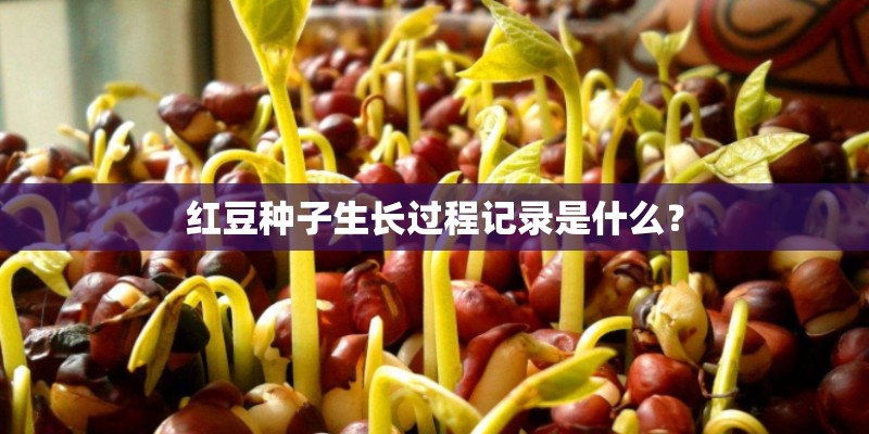 红豆种子生长过程记录是什么？