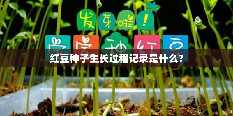 红豆种子生长过程记录是什么？