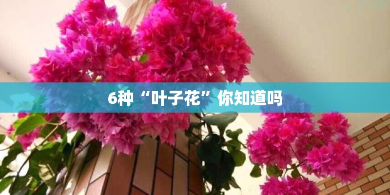 6种“叶子花”你知道吗