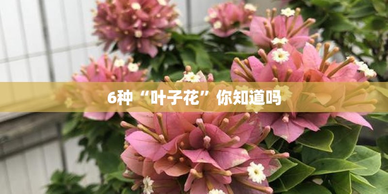 6种“叶子花”你知道吗