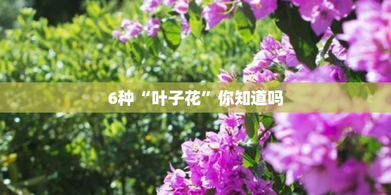 6种“叶子花”你知道吗