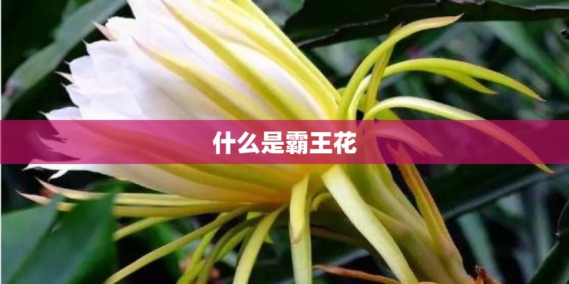 什么是霸王花