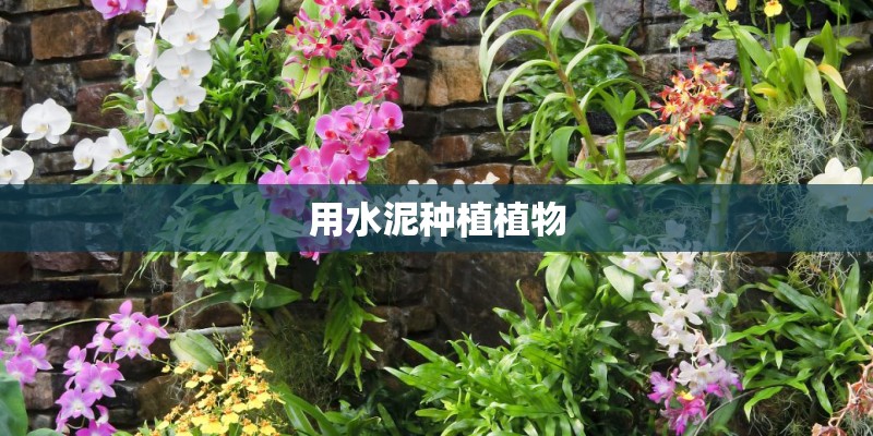 用水泥种植植物