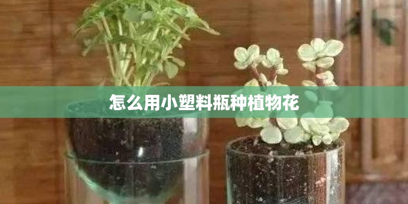 怎么用小塑料瓶种植物花
