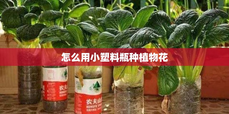 怎么用小塑料瓶种植物花