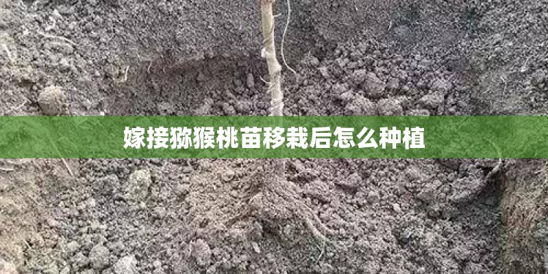 嫁接猕猴桃苗移栽后怎么种植