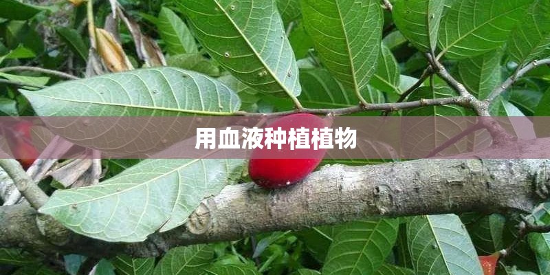 用血液种植植物