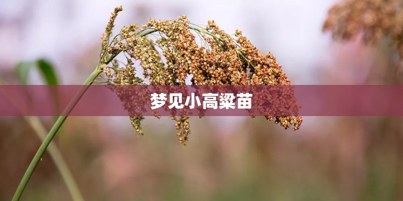 梦见小高粱苗