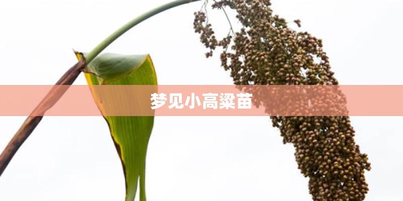 梦见小高粱苗