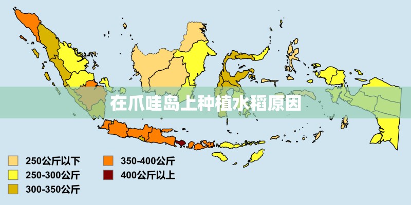 在爪哇岛上种植水稻原因
