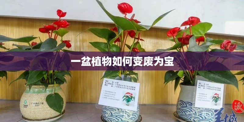 一盆植物如何变废为宝