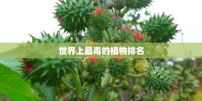 世界上最毒的植物排名