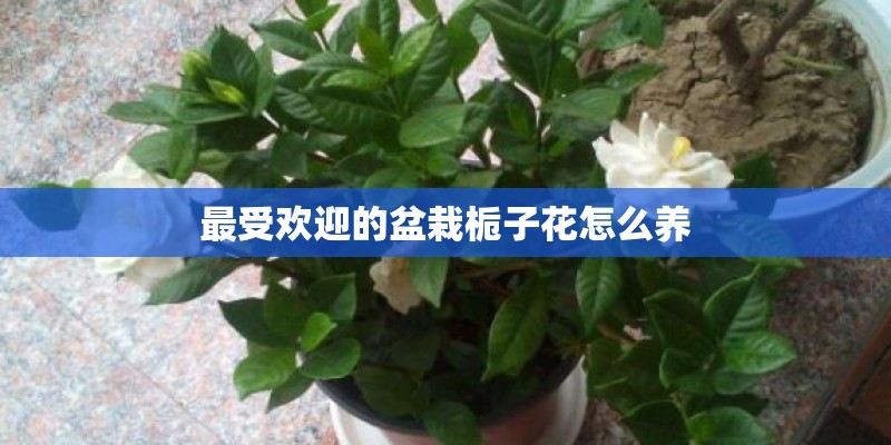 最受欢迎的盆栽栀子花怎么养