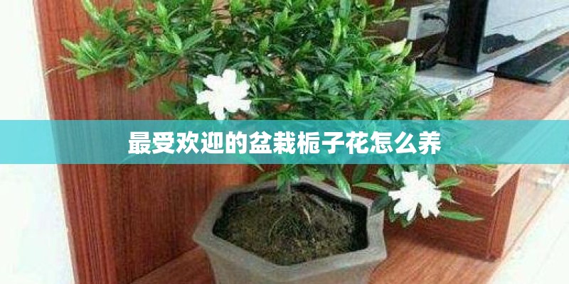 最受欢迎的盆栽栀子花怎么养