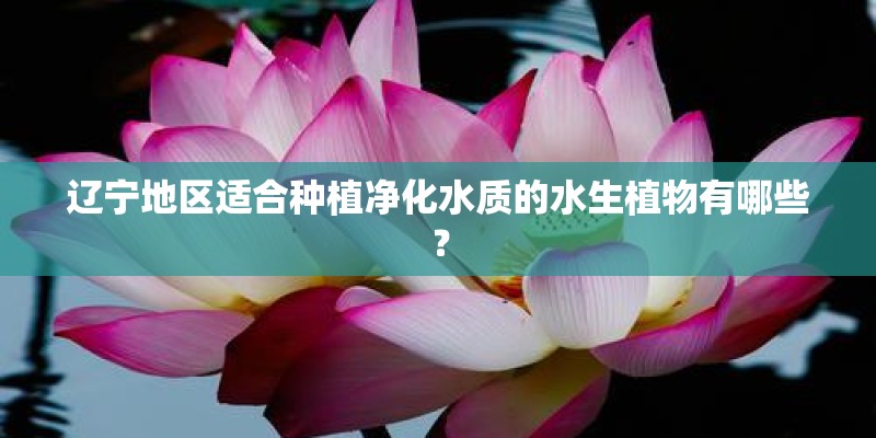 辽宁地区适合种植净化水质的水生植物有哪些？