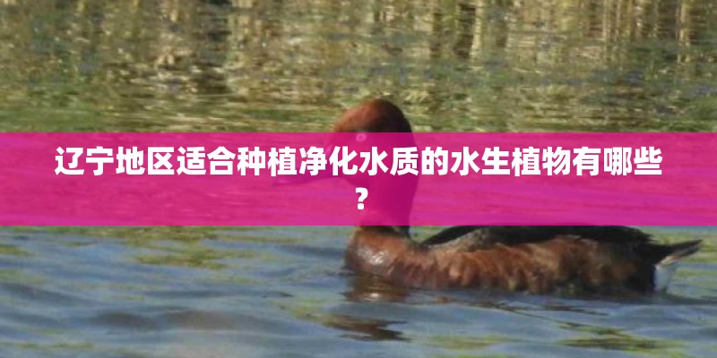 辽宁地区适合种植净化水质的水生植物有哪些？