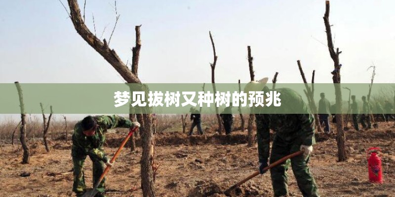 梦见拔树又种树的预兆