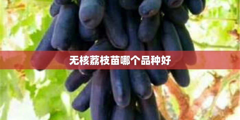 无核荔枝苗哪个品种好