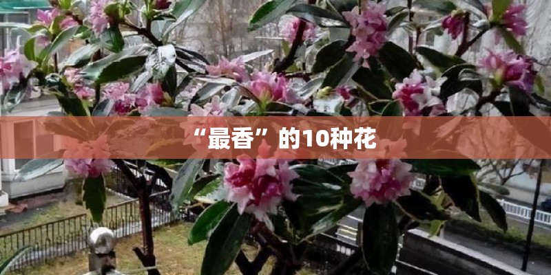 “最香”的10种花
