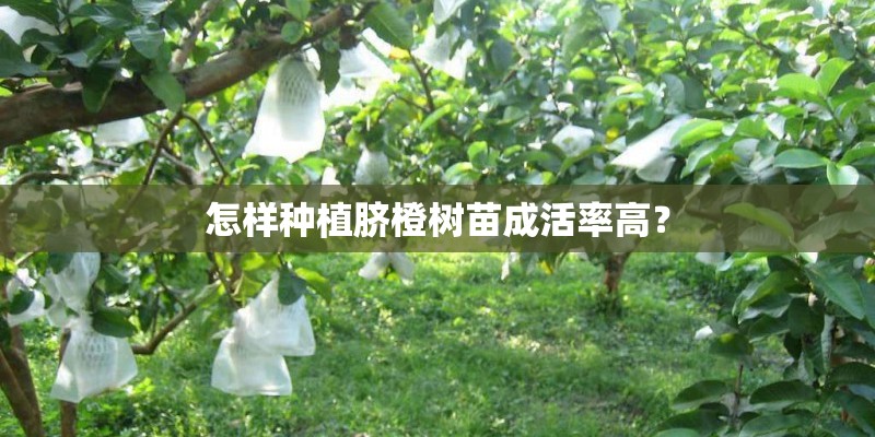 怎样种植脐橙树苗成活率高？