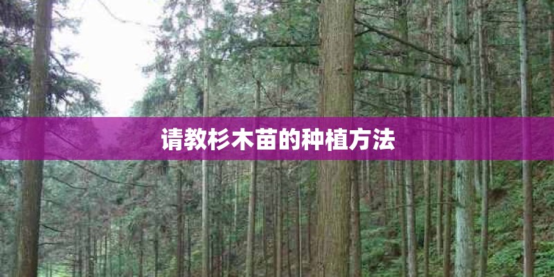 请教杉木苗的种植方法