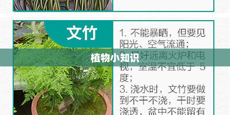植物小知识