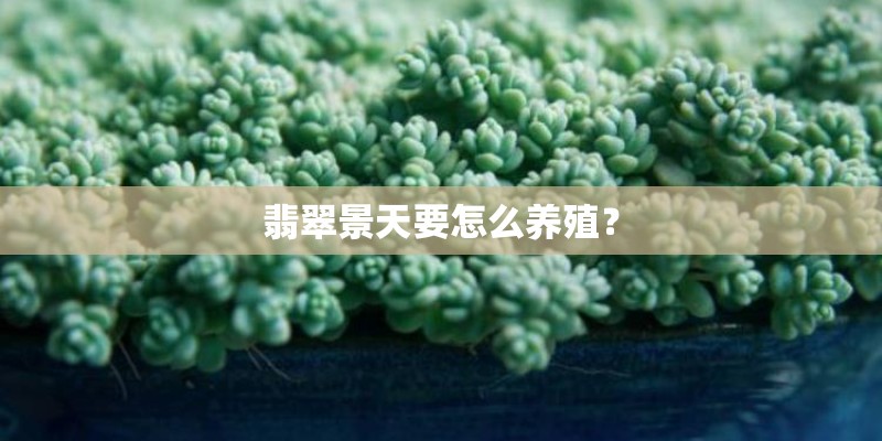 翡翠景天要怎么养殖？