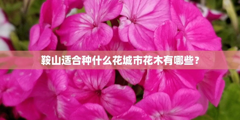 鞍山适合种什么花城市花木有哪些？