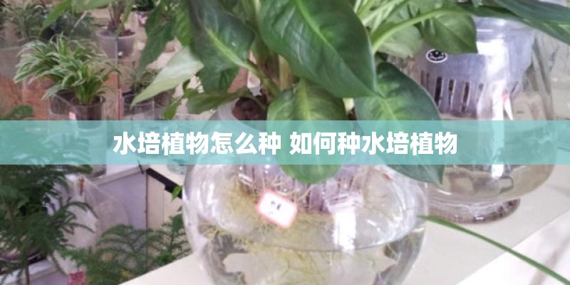 水培植物怎么种 如何种水培植物