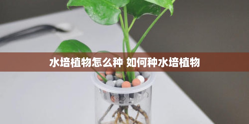 水培植物怎么种 如何种水培植物