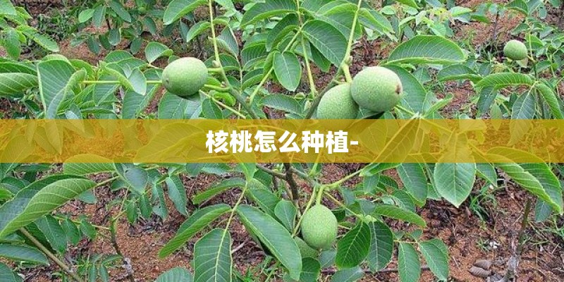 核桃怎么种植-