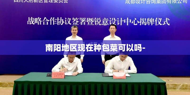 南阳地区现在种包菜可以吗-