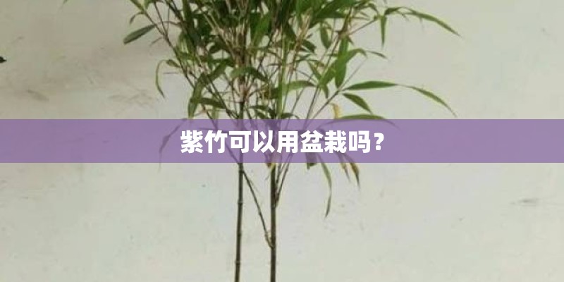 紫竹可以用盆栽吗？