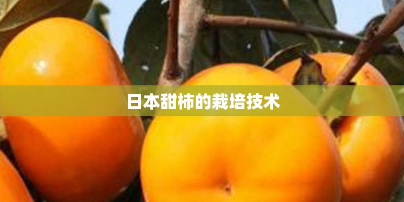 日本甜柿的栽培技术