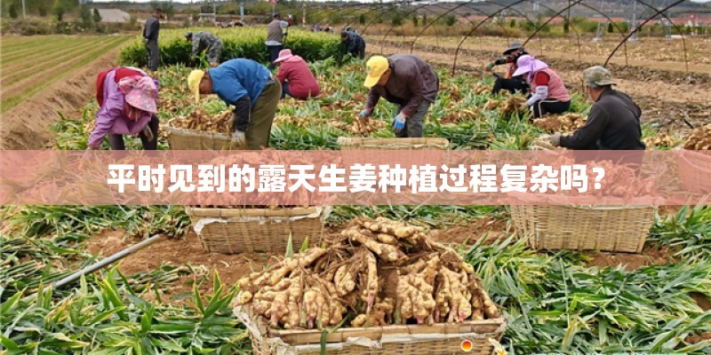 平时见到的露天生姜种植过程复杂吗？