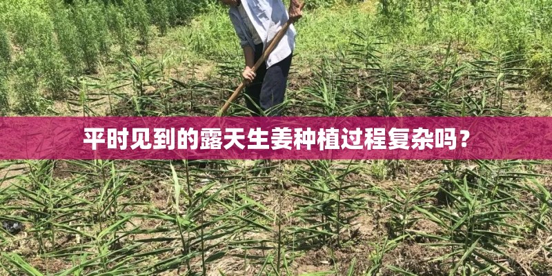 平时见到的露天生姜种植过程复杂吗？