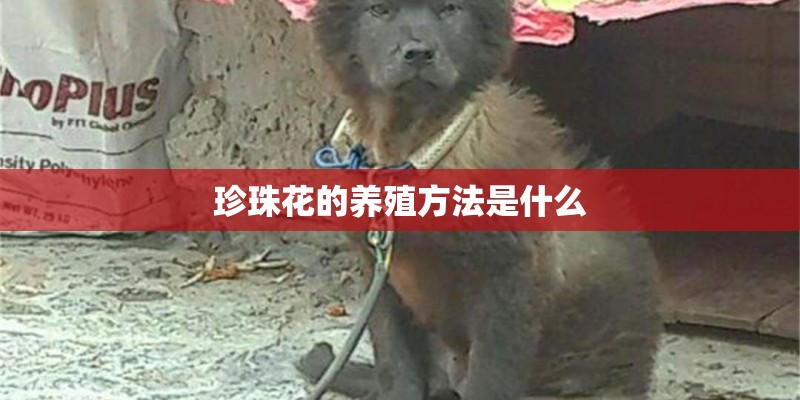 珍珠花的养殖方法是什么