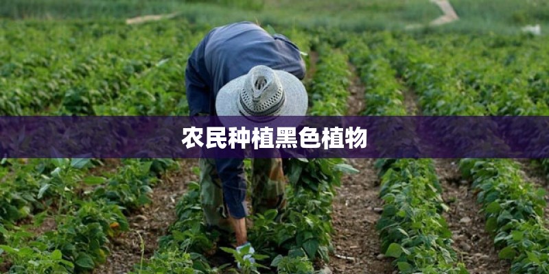 农民种植黑色植物