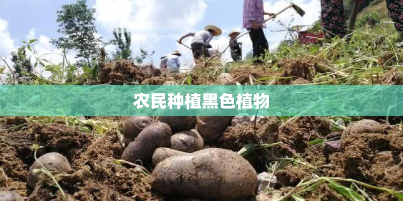 农民种植黑色植物