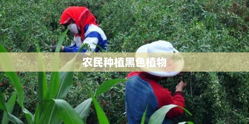 农民种植黑色植物