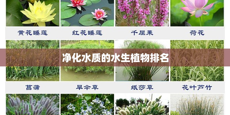 净化水质的水生植物排名