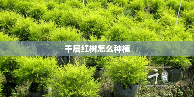 千层红树怎么种植