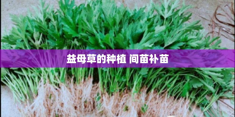 益母草的种植 间苗补苗