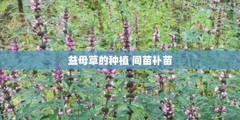 益母草的种植 间苗补苗