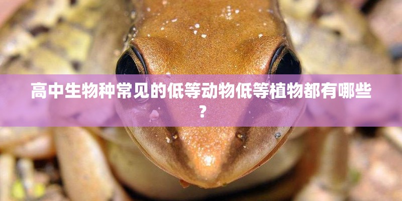 高中生物种常见的低等动物低等植物都有哪些？