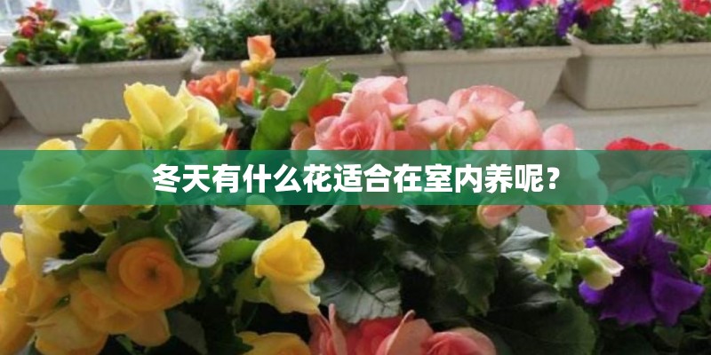 冬天有什么花适合在室内养呢？