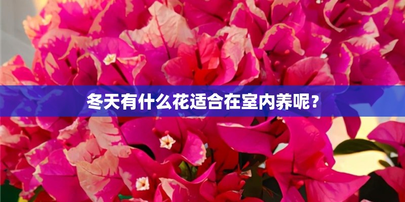 冬天有什么花适合在室内养呢？