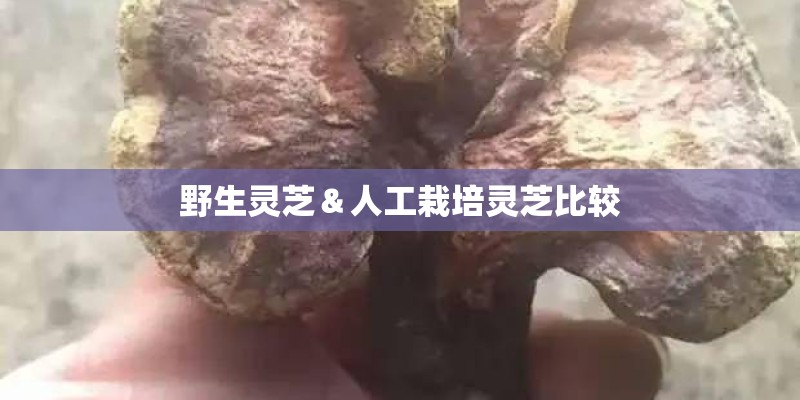 野生灵芝＆人工栽培灵芝比较