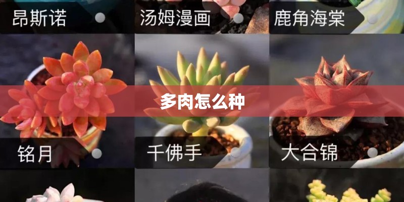 多肉怎么种
